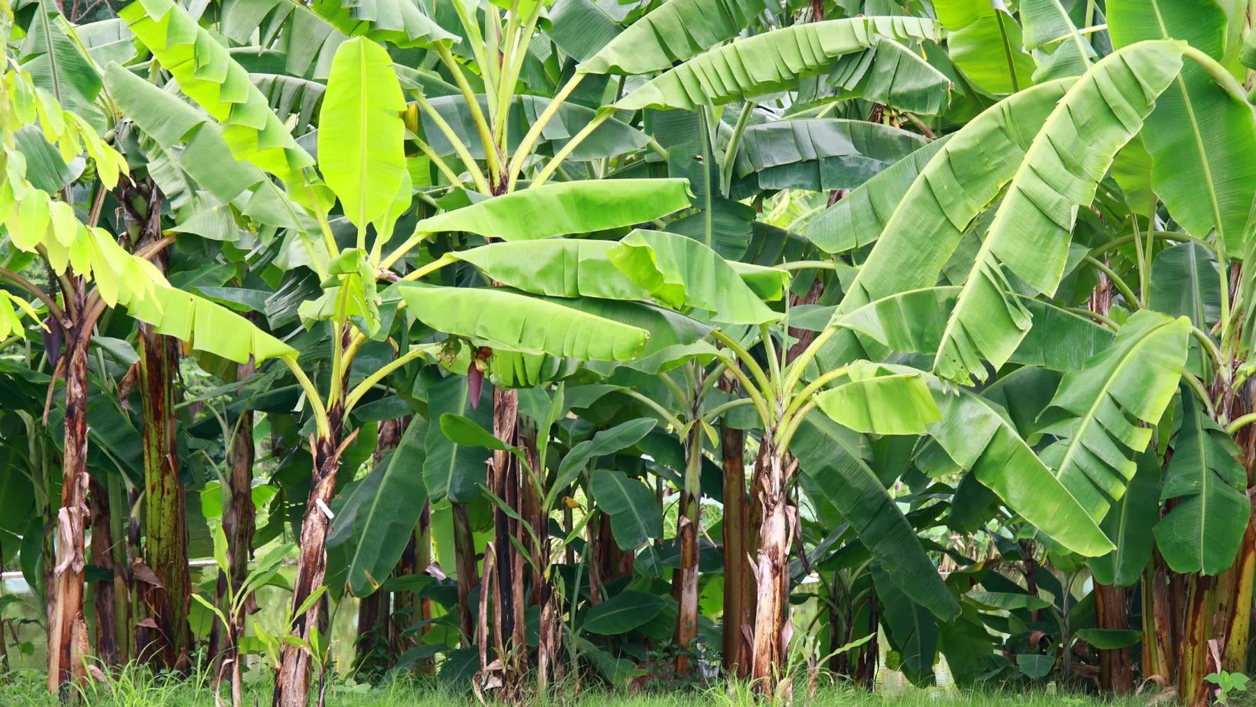 Bananenbomen blijken een goede basis voor auto-onderdelen