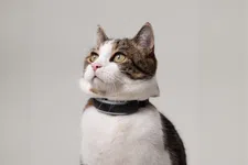 Thumbnail for article: AirTag of toch GPS voor avontuurlijke kat?