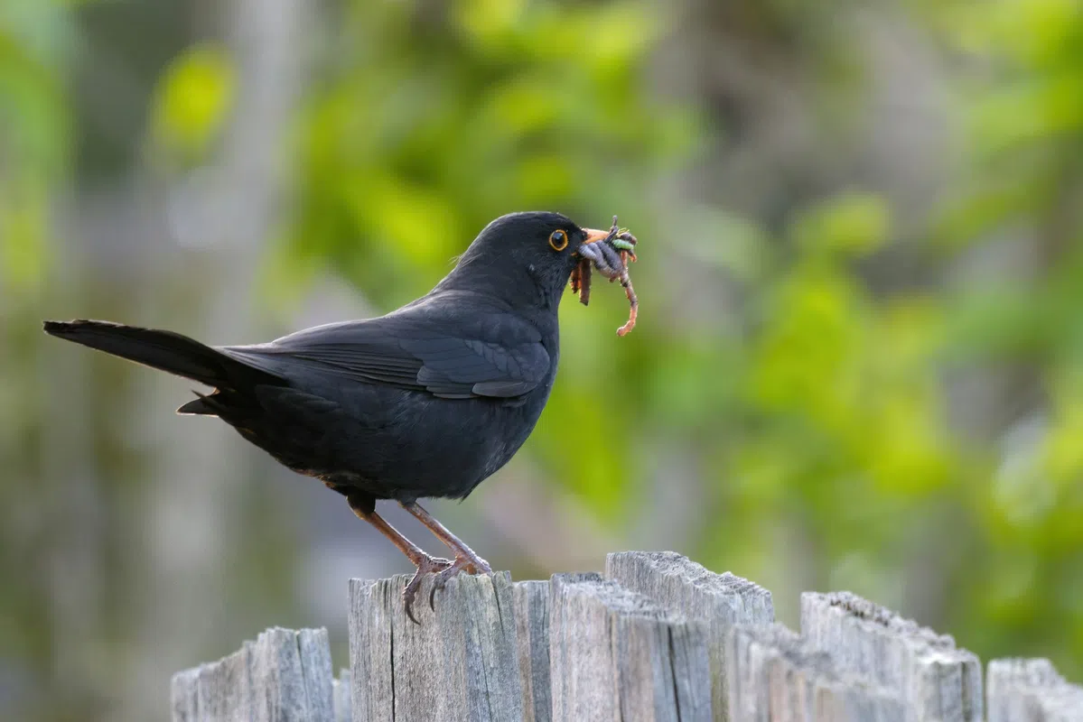 Slim vogelhuisje herkent vogels met AI