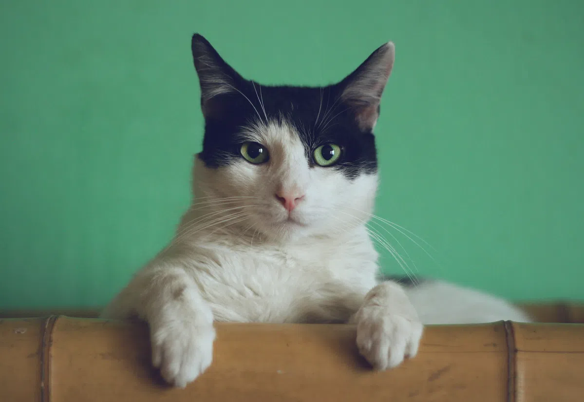 Kun je dankzij AI straks begrijpen wat je kat zegt?