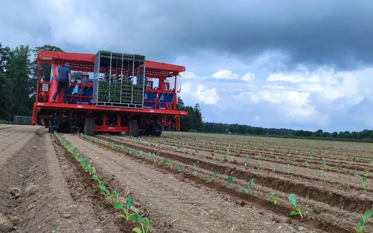 Ferrari onder plantrobots plaatst 11.000 planten per uur