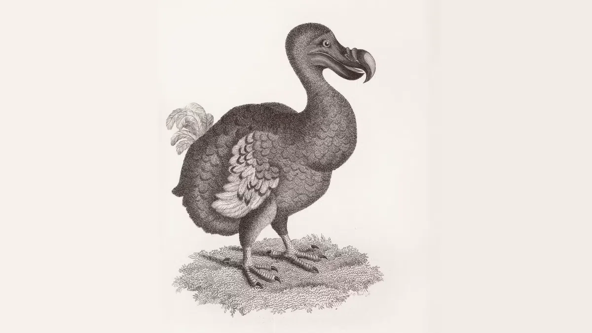 AI tool creates opportunities for dodo comeback