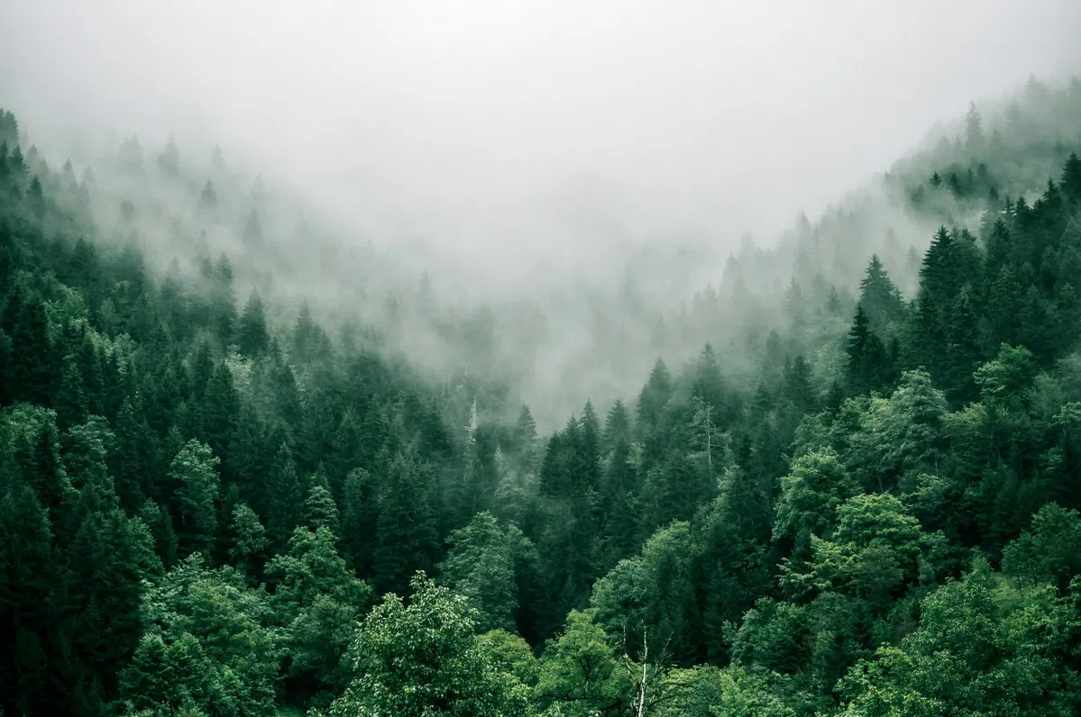Google vernietigt Fins bos voor datacentrum