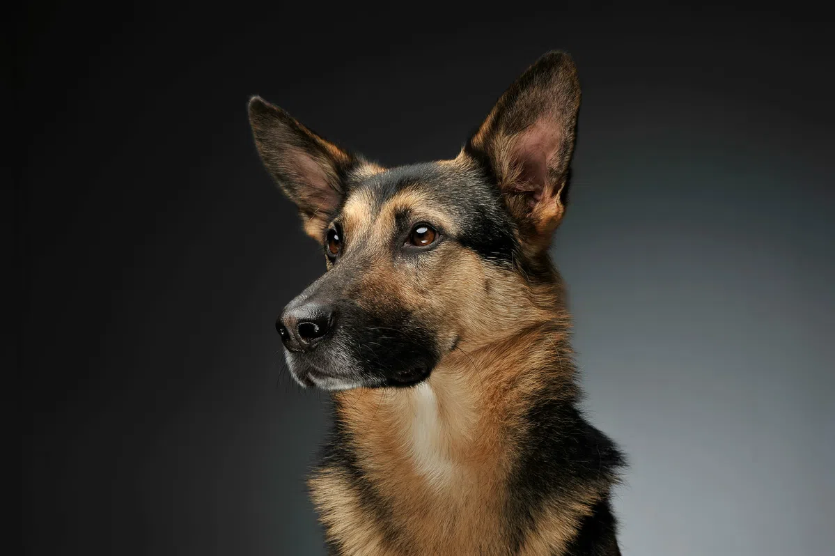 Startup develops genetic super dogs for the military